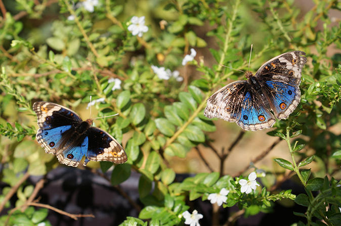 Banteay Srey Butterfly Centre